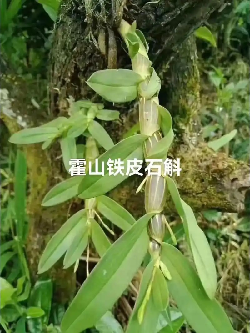 铁皮石斛