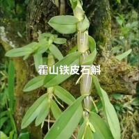 铁皮石斛
